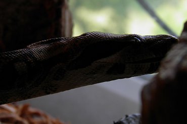 #ZWIERZETAGADYWĘŻE