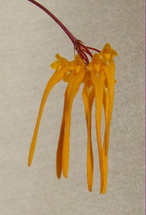 Bulbophyllum forrestii