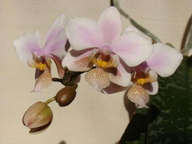 Phalaenopsis Go Philadelphia