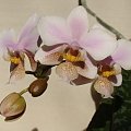 Phalaenopsis Go Philadelphia