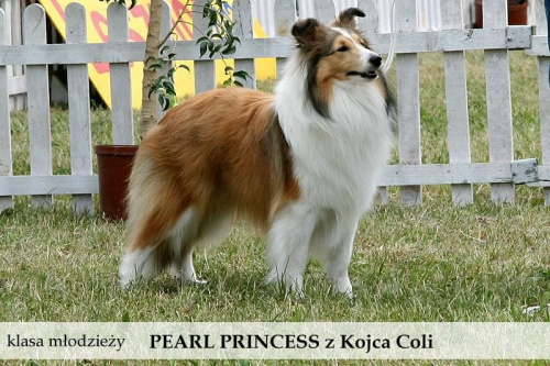 owczarek szetlandzki sheltie