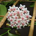 Hoya aff anulata