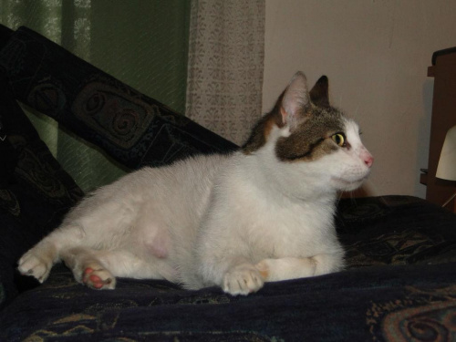 Koty do adopcji #koty #kot #adopcje #adoptuję #przygarnę #Gliwice #schronisko #zaadoptuję #szukam
