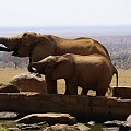 słonie to chyba najliczniejsza grupa w Tsavo, stąd tyle ich zdjęć :)