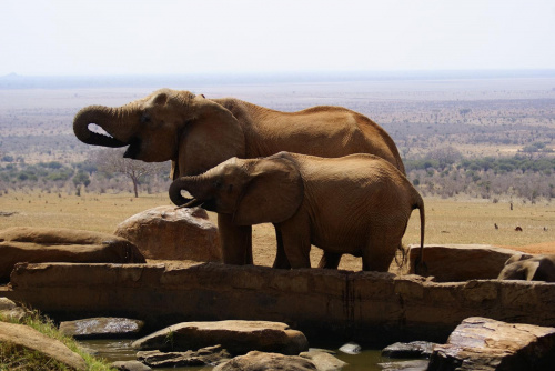 słonie to chyba najliczniejsza grupa w Tsavo, stąd tyle ich zdjęć :)