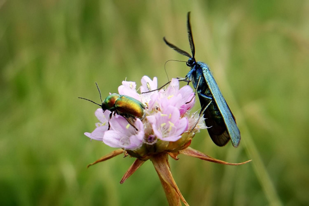 spotkanie "błyszczących" #owad #motyl #chrząszcz #makro #łąka #lato