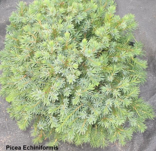 Picea "Echiniformis"