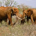 czerwone słonie i czarne nosorożce są najczęstszymi ofiarami kłusowników #Kenia