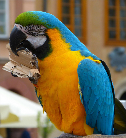 Papuga kataryniarza #Ptaki