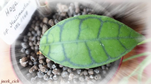 Hoya w hydroponice
