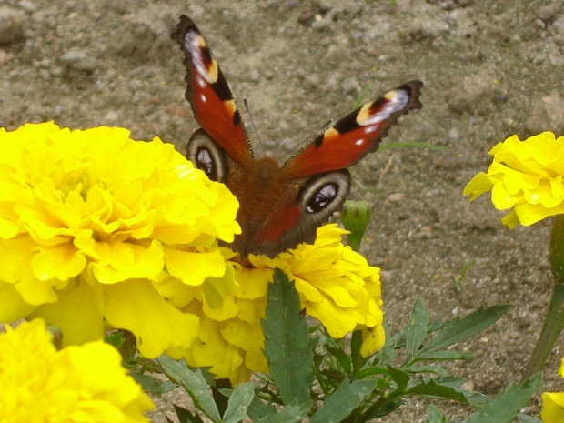Motylek #Motyl #motylek #kwiatki
