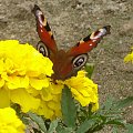 Motylek #Motyl #motylek #kwiatki