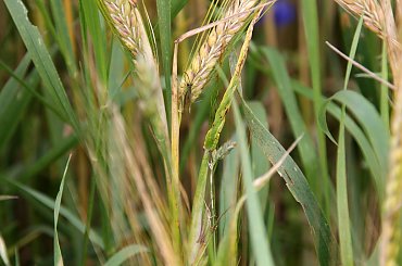 #Bralin #lato #łąki #kwiaty #zboże #owady