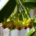 Hoya densifolia