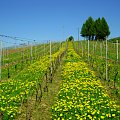 winnica dolina sanu, www.winnica-dolinasanu.pl wiosna na winnicy #winiarstwo #WinnicaDolinaSanu #wino