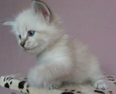 Tu podaj tekst alternatywny