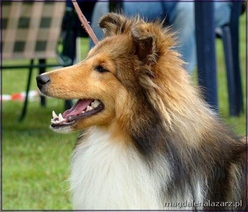 Junior Winner, Best Junior In Breed - XTREME DARK PLAYER Von Ohmtalteufel