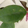 Hoya sp. EPC-392