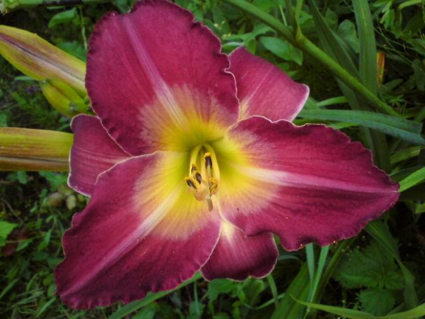 Hemerocallis x hybrida 'Arabian Magic' (Liliowiec ogrodowy)