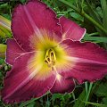 Hemerocallis x hybrida 'Arabian Magic' (Liliowiec ogrodowy)