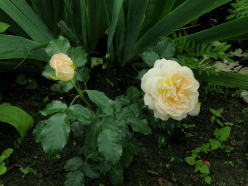 Maria- Antonina #kwiaty #róże