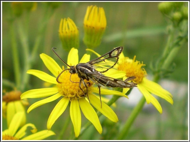 Pyropteron trannuliformis (Frayer , 1843) . Miejsce : obok torów kolejowych . Miejscowość : Piaski Wielkopolskie .