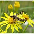 Pyropteron trannuliformis (Frayer , 1843) . Miejsce : obok torów kolejowych . Miejscowość : Piaski Wielkopolskie .