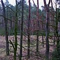 Widok z ambony las Witoldowo