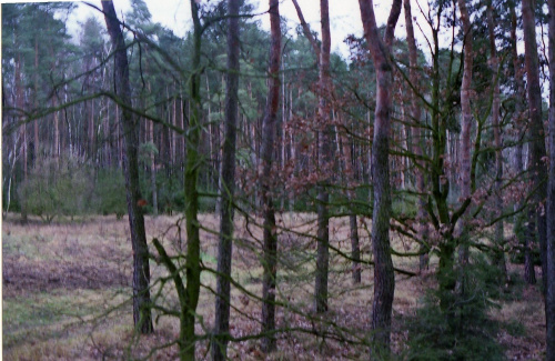 Widok z ambony las Witoldowo