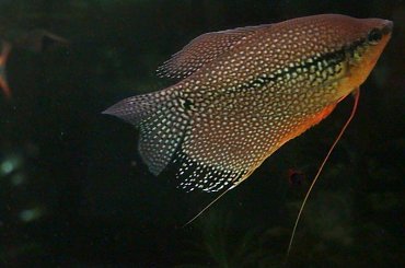 moje akwa... #akwarium #krewetki #helena