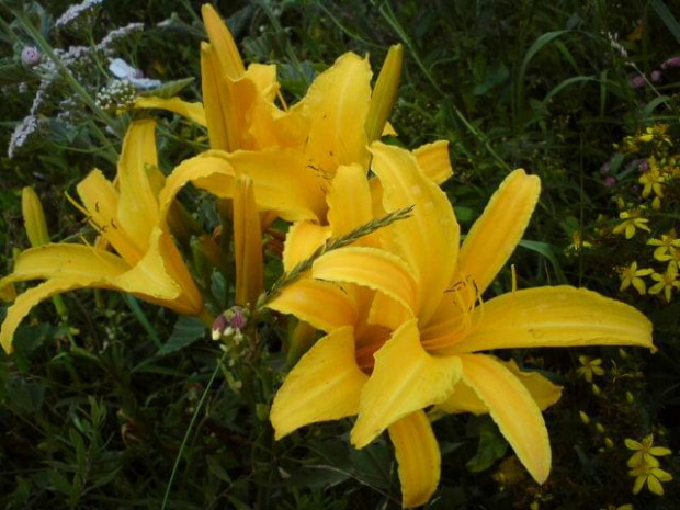 Hemerocallis x hybrida My Ways(Liliowiec ogrodowy)