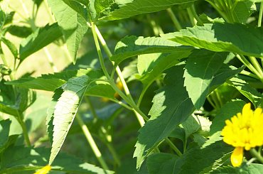 Urlop Pokośno 2012 #urlop