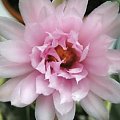 #Gymnocalycium