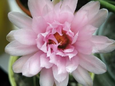 #Gymnocalycium