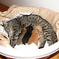 koty, psy do adopcji #adopcja #adopcje #Gliwice #kocięta #kot #kotki #koty #pomoc #przygarnę #schronisko #zaadoptuję #zwierzęta
