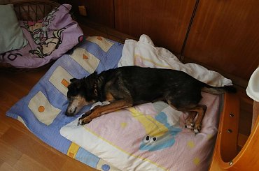 koty, psy do adopcji #adopcja #adopcje #Gliwice #kocięta #kot #kotki #koty #pomoc #przygarnę #schronisko #zaadoptuję #zwierzęta