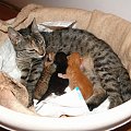 koty, psy do adopcji #adopcja #adopcje #Gliwice #kocięta #kot #kotki #koty #pomoc #przygarnę #schronisko #zaadoptuję #zwierzęta