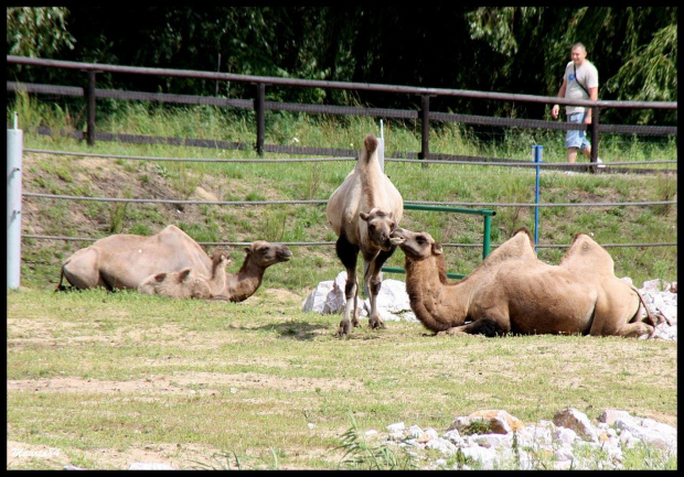 W poznańskim zoo