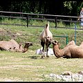 W poznańskim zoo