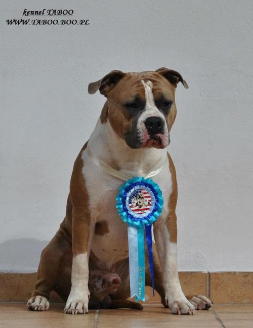 #AmericanStaffordshireTerrier #amstaff #pies #wystawa