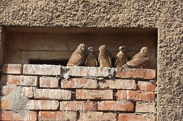 Moi sąsiedzi,niedawno jeszcze pisklęta,dziś już rodzeństwo gotowe do dorosłego życia ;) #gniazdo #pisklęta #pustułki