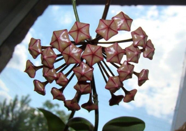 Hoya pubicalyx