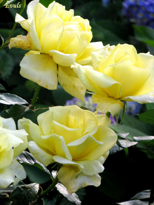 Róże z mojego ogrodu #róże #kwiaty