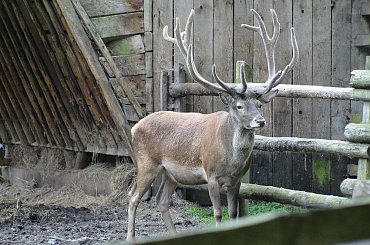 #Świnoujście #Międzyzdroje #WyspaRugia #Jasmund #morze #Pomorze #Polska #Niemcy