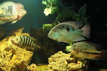 #Świnoujście #Międzyzdroje #WyspaRugia #Jasmund #morze #Pomorze #Polska #Niemcy