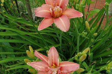 Double Passion #KwiatyLata #liliowce