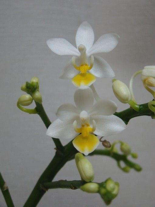 Phalaenopsis equestris v. aurea