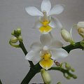 Phalaenopsis equestris v. aurea