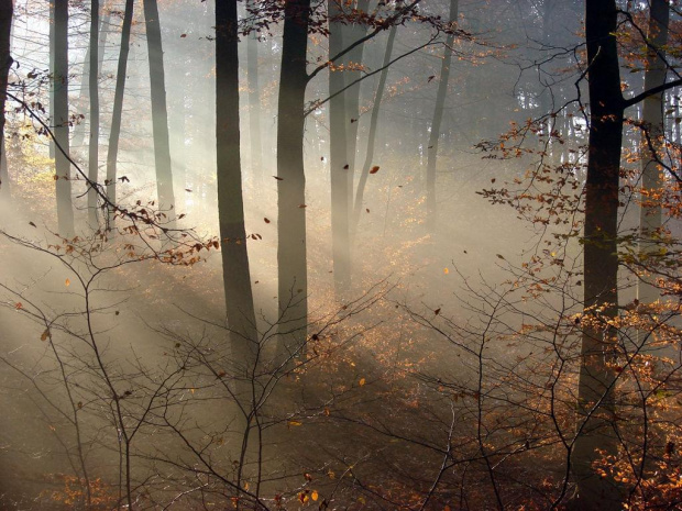 #las #drzewa #rośliny #przyroda #natura #jesień #mgła #słońce #liście #promienie