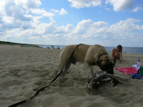 boerboel Shek Xanti Land Polska Gdańsk mastif afrykański